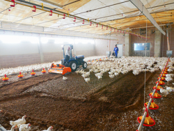 fräs för blandning av fjäderfäunderlag pavo 120